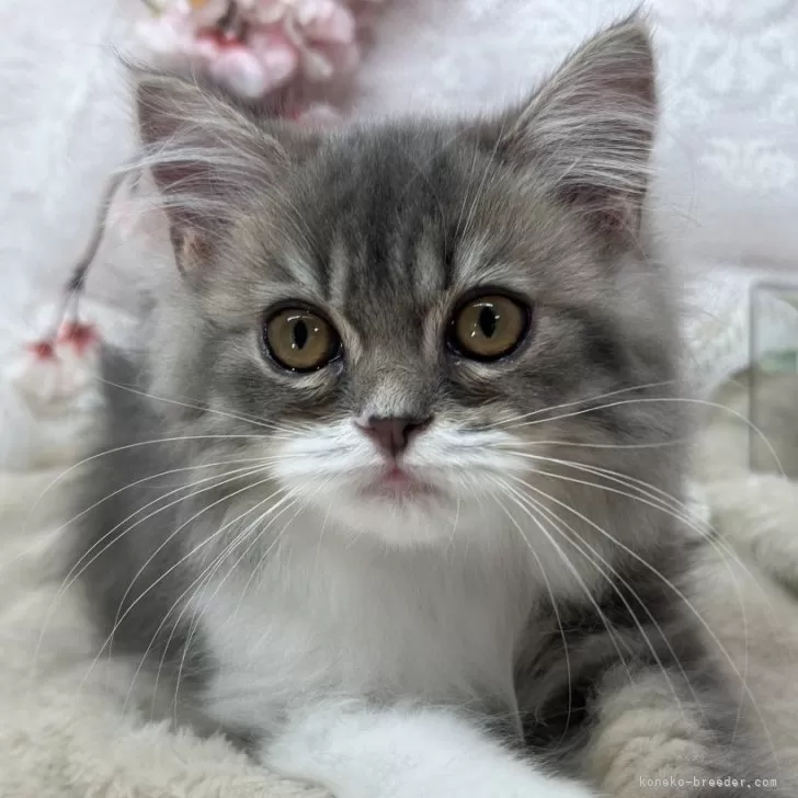 ID:2503-00621の子猫