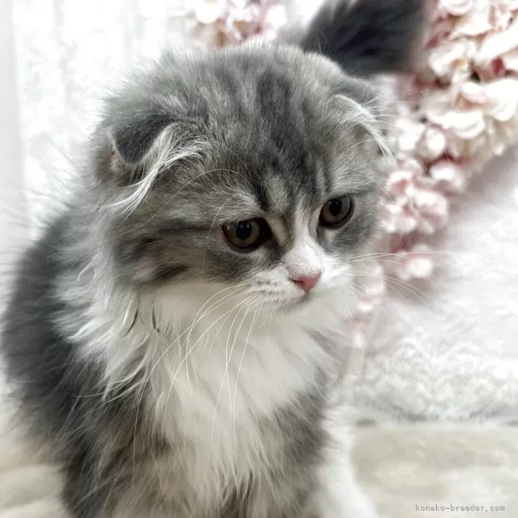 ID:2503-00552の子猫