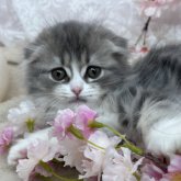 スコティッシュフォールド(折れ耳)