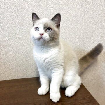 ブリティッシュショートヘア【群馬県・男の子・2025年5月25日・シールリンクスポイント(ふわふわ)】の写真「きれいなブルーのお目毎日元気いっぱいに遊んでいます」