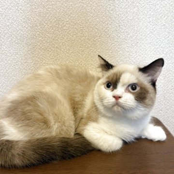 ブリティッシュショートヘア【群馬県・女の子・2025年3月13日・シールリンクスポイント(ふわふわ)】の写真「目がブルーで大人しくとてもいい子です。」