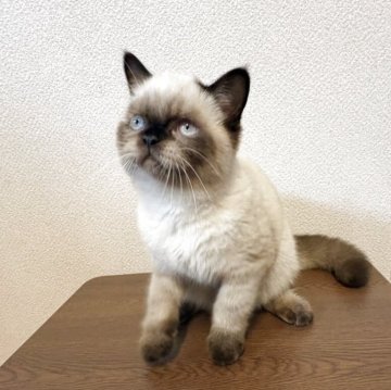 ブリティッシュショートヘア【群馬県・男の子・2025年5月25日・チョコレートポイント】の写真「まるで、ぬいぐるみ目はブルーいい子です」