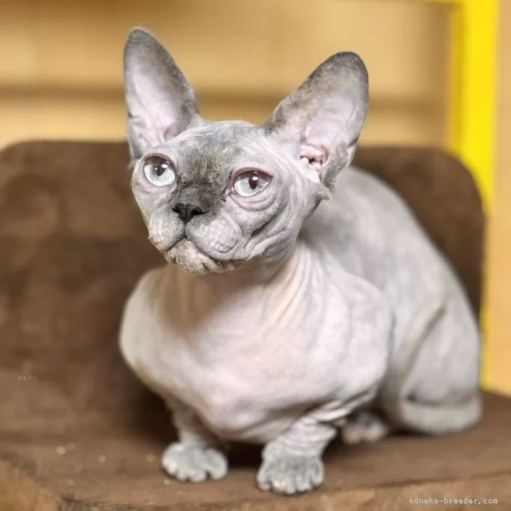ID:2406-00326の子猫