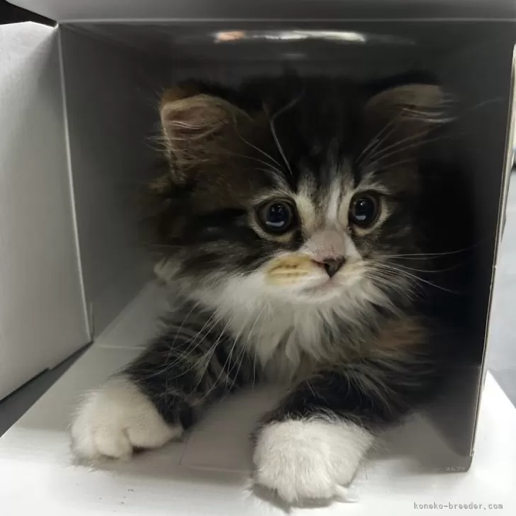 ID:2405-00095の子猫