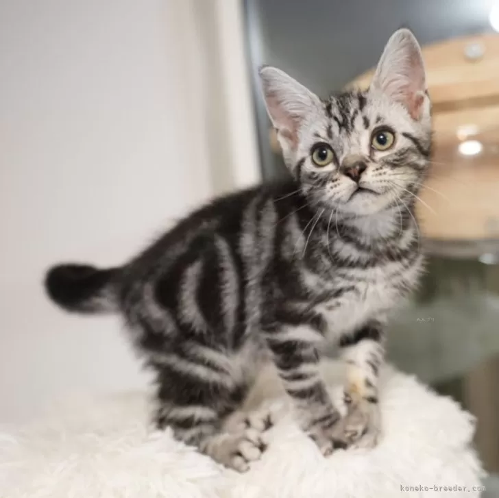 ID:2404-02726の子猫