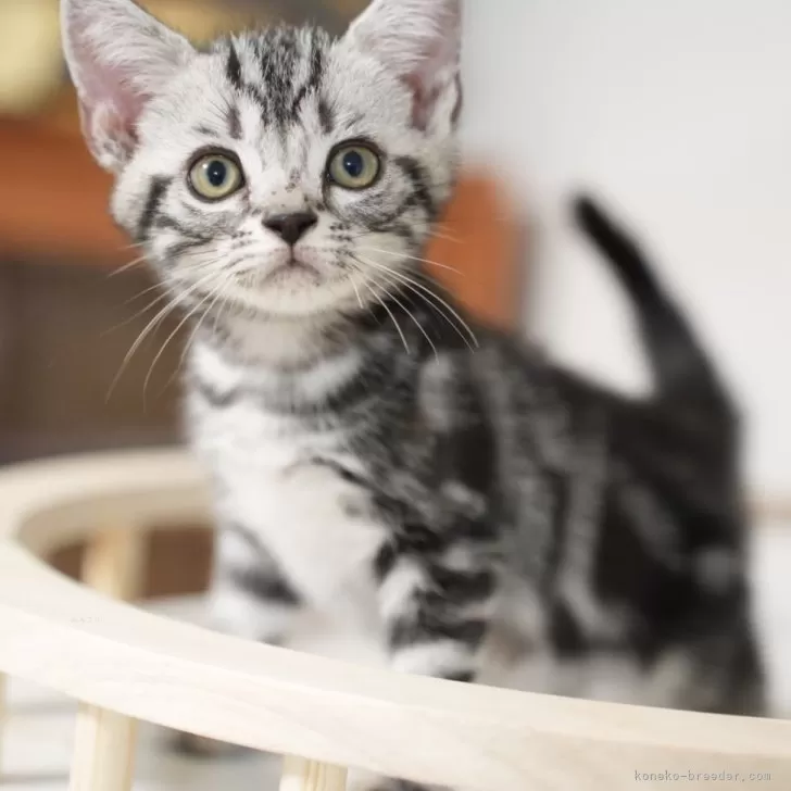 ID:2406-03163の子猫