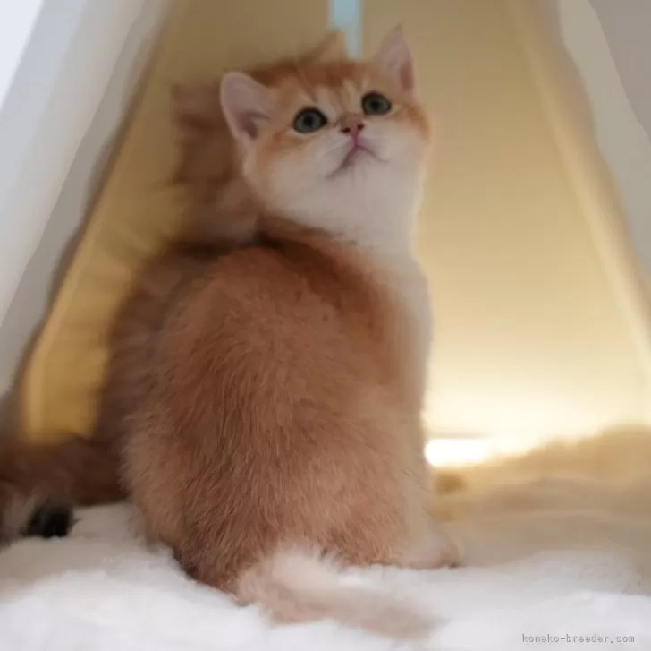 ID:2502-00938の子猫