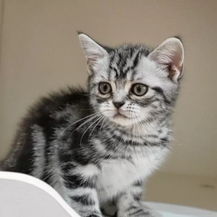 ID:2504-00844の子猫