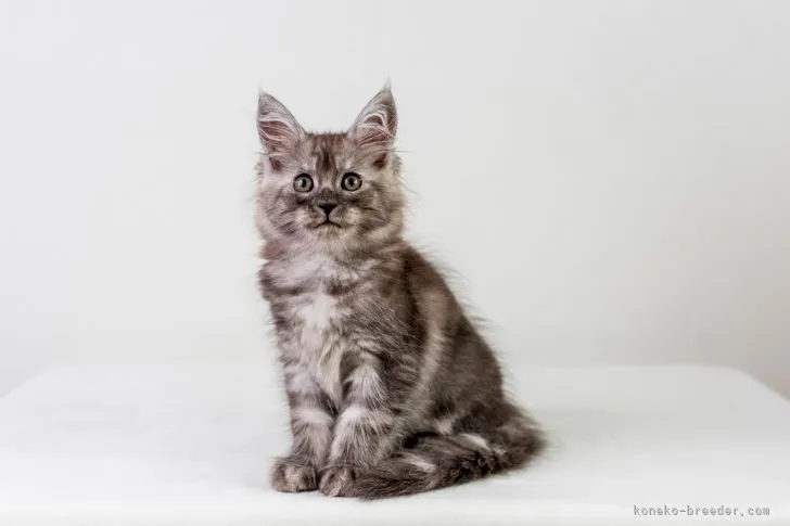 ID:2108-00947の子猫