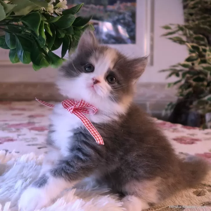 ID:2411-00141の子猫