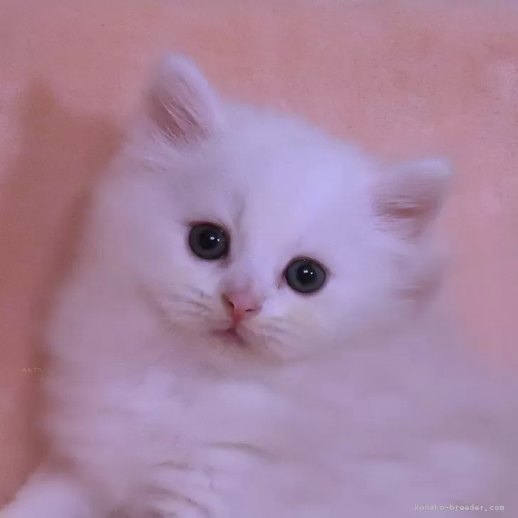 ID：2410-02197の子猫