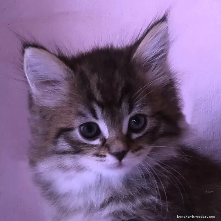 ID:2410-01959の子猫