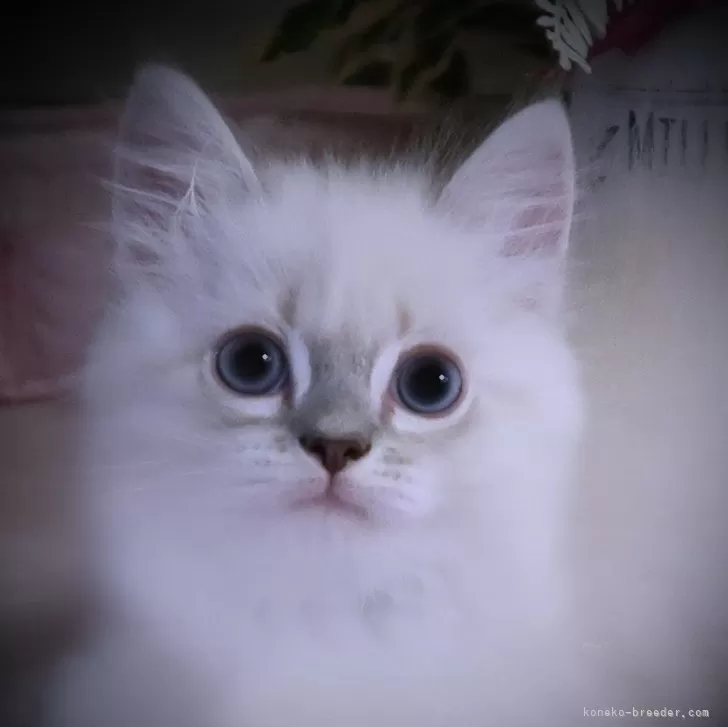 ID:2407-00626の子猫