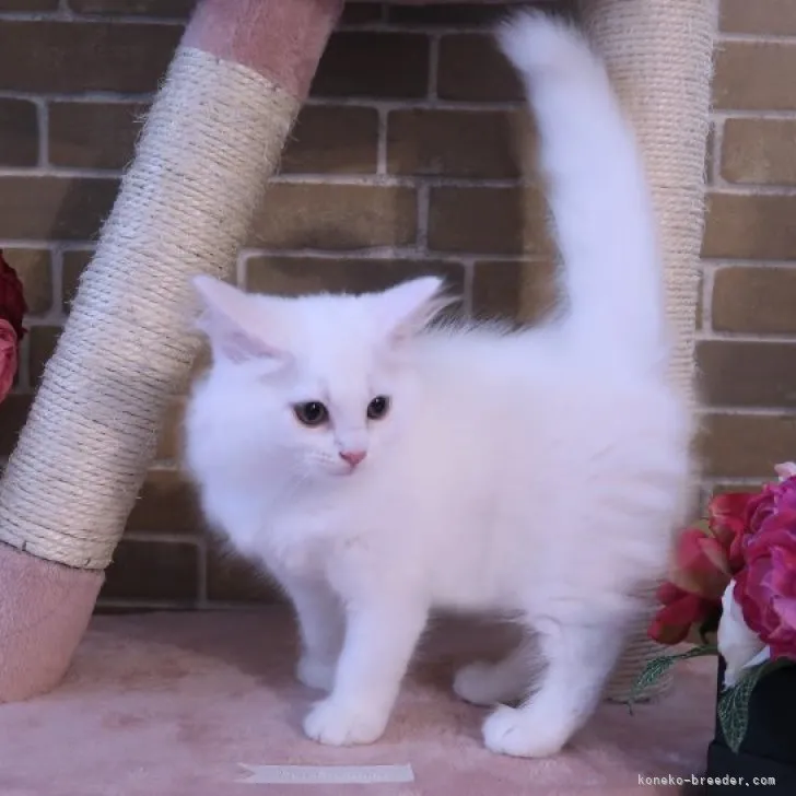 ID:2306-03045の子猫