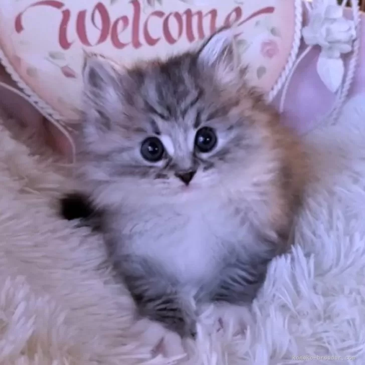 ID:2401-00865の子猫