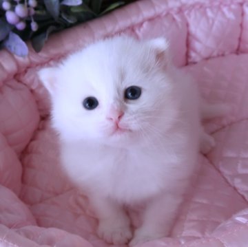 サイベリアン【埼玉県・男の子・2025年3月21日・ホワイト（トリプルコート）】の写真「可愛い王子様💗ママはモデルさん」