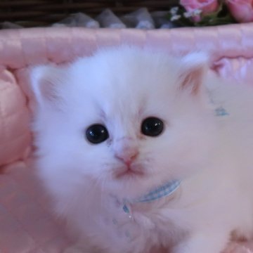 サイベリアン【埼玉県・男の子・2025年2月23日・ホワイト（トリプルコート）】の写真「可愛い王子様💗ママはチャンピオン」