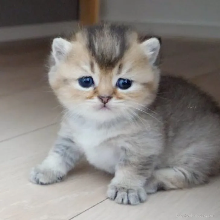 ID:2309-00832の子猫