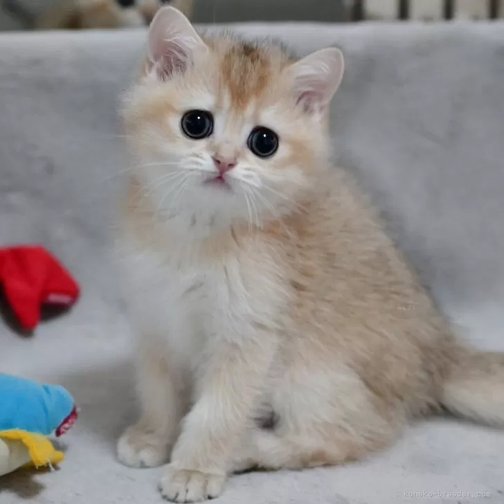 J.S 様のお迎えした子猫