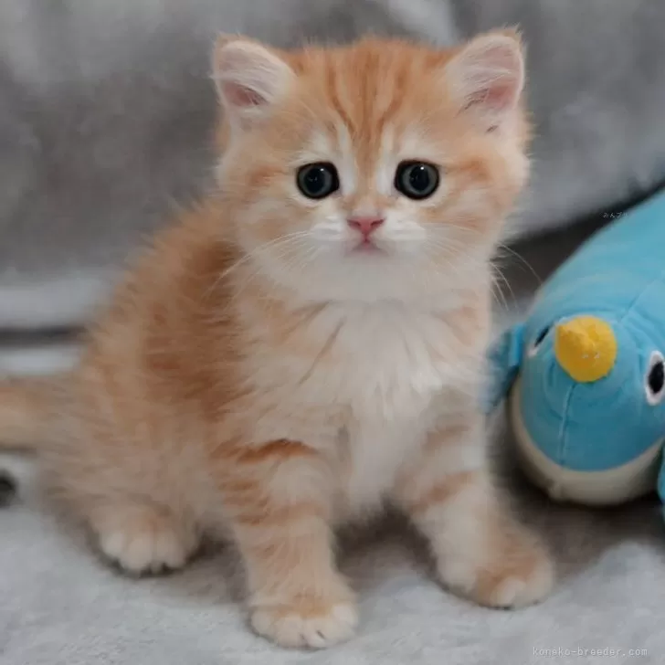 WHT 様のお迎えした子猫