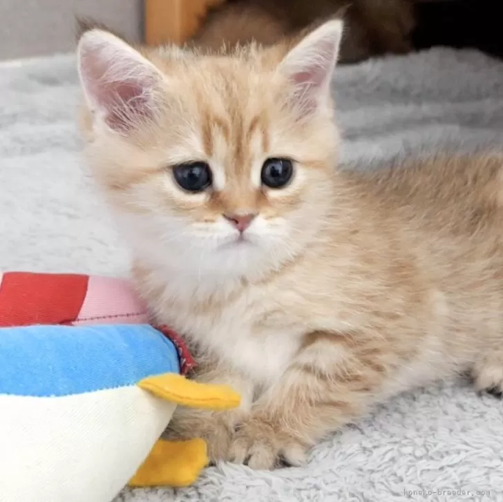 みきるる 様のお迎えした子猫