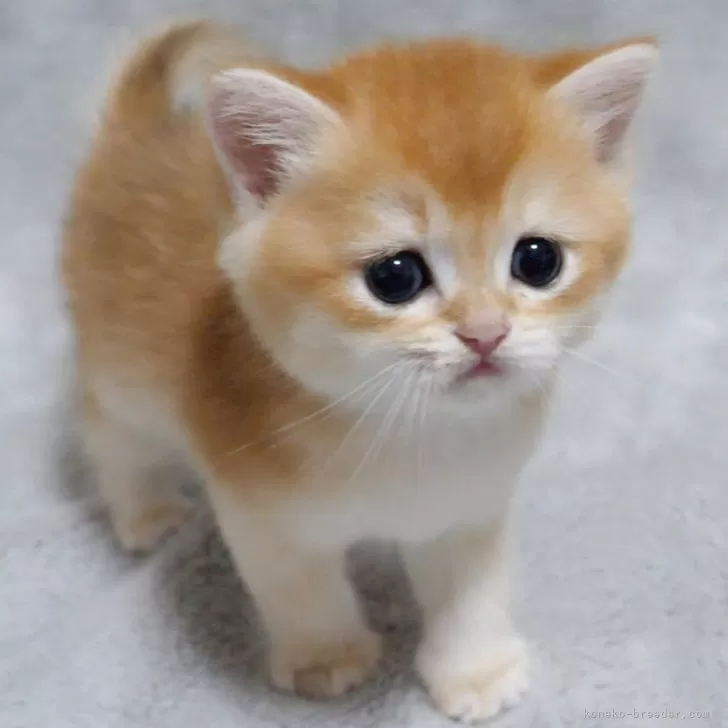E.T 様のお迎えした子猫