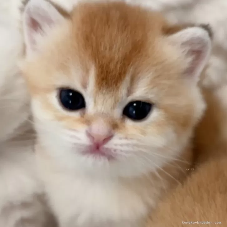 ID：2504-00956の子猫