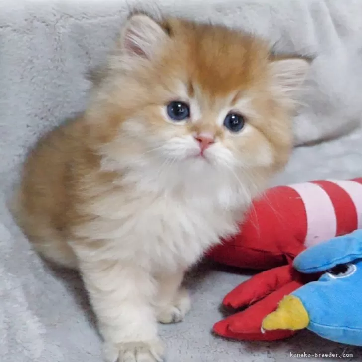 S.T 様のお迎えした子猫