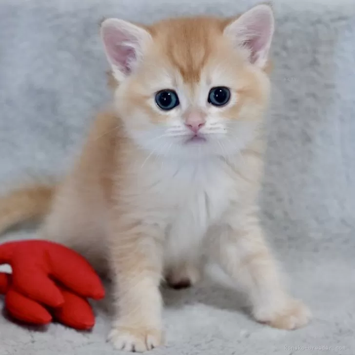 T.T 様のお迎えした子猫