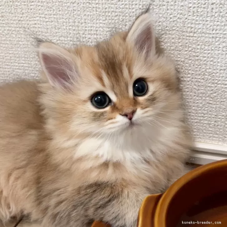 ID:2503-00661の子猫