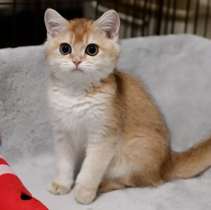H.I 様のお迎えした子猫