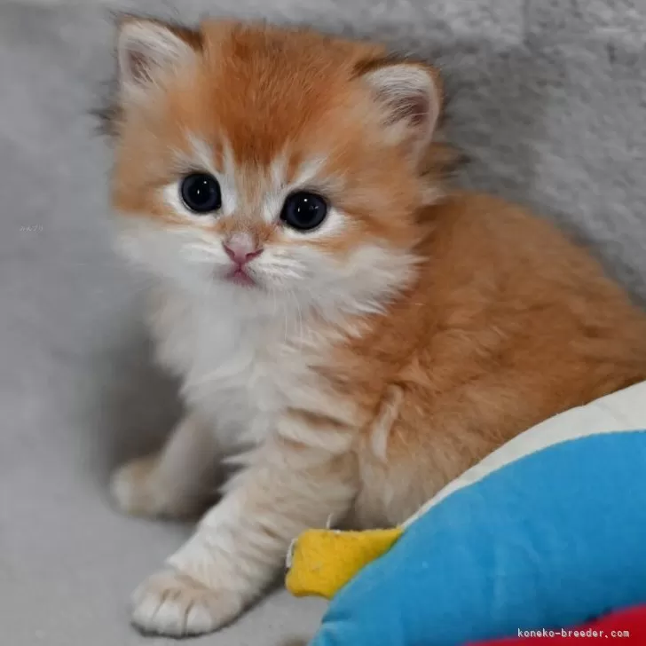 はやし 様のお迎えした子猫
