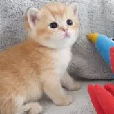 ブリティッシュショートヘア