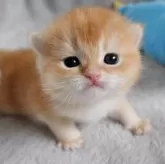 ブリティッシュショートヘア