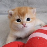 ブリティッシュショートヘア