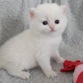 ブリティッシュショートヘア
