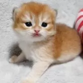 ブリティッシュショートヘア