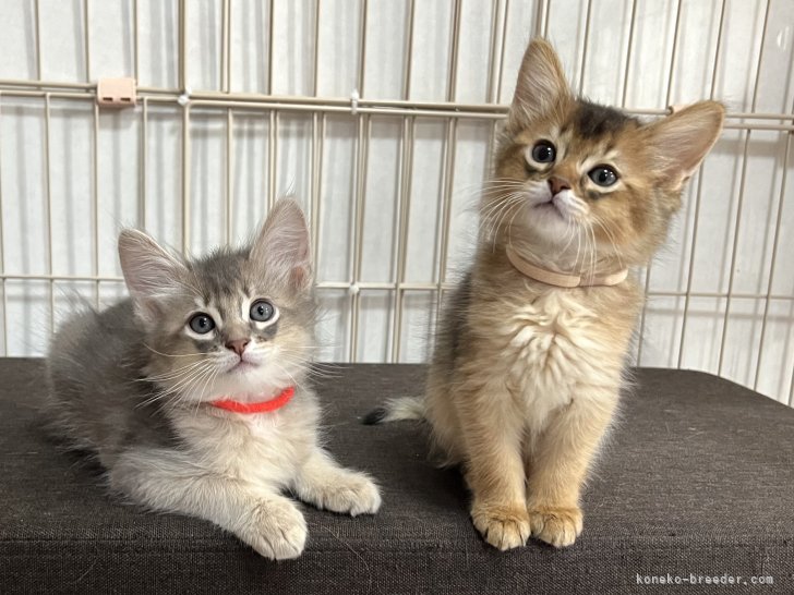 ソマリ子猫ちゃんたち｜福田　妙子(ふくだ　たえこ)ブリーダー(千葉県・ソマリなど・ICC登録)の紹介写真8