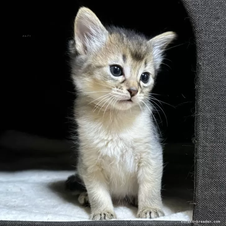 ソマリ【千葉県・男の子・2024年10月10日・ルディ】人懐っこいルディの男の子｜みんなの子猫ブリーダー（子猫ID：2411-00055）