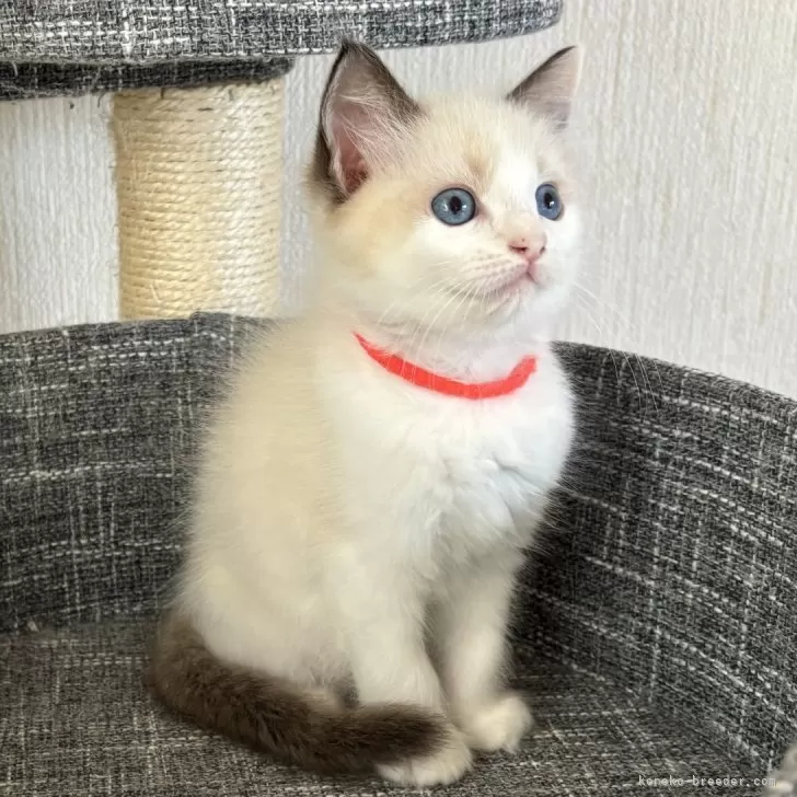 ID:2407-00084の子猫