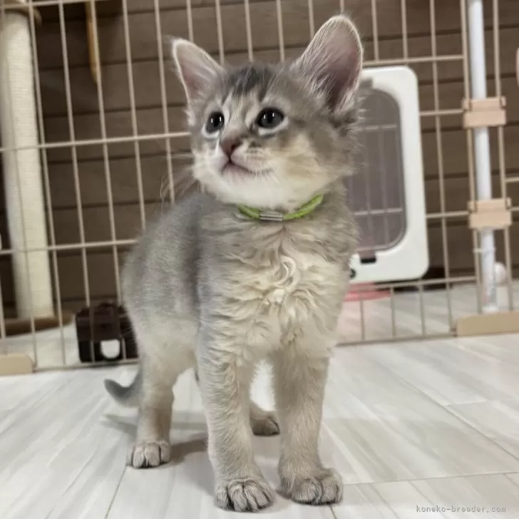 ID:2411-00794の子猫