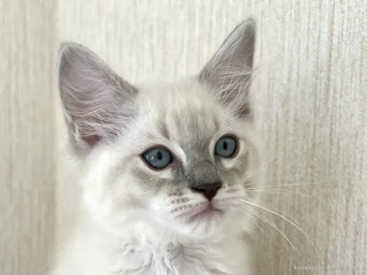 ID:2206-00721の子猫