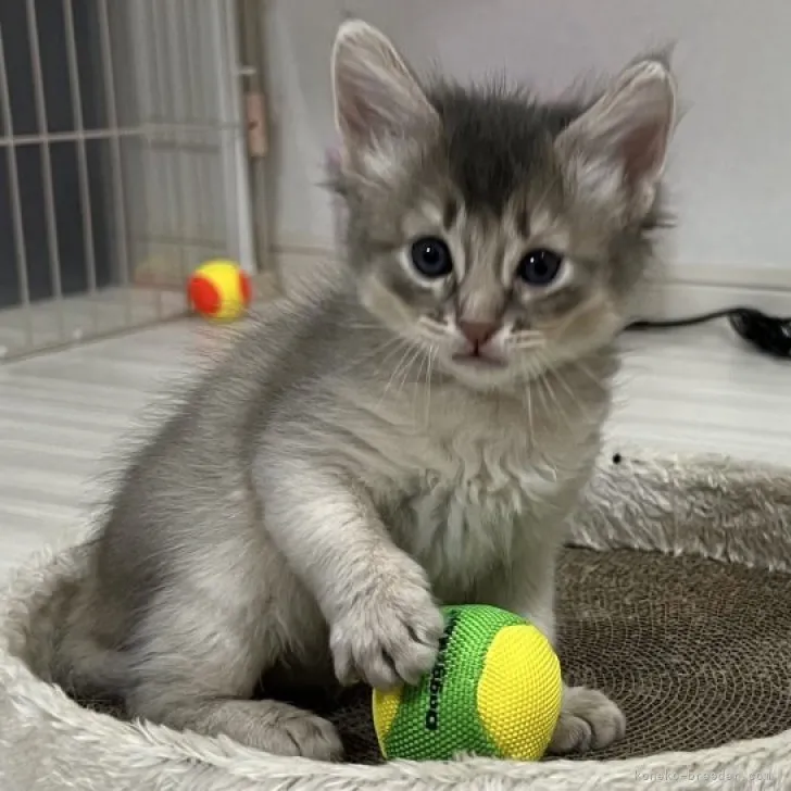 ID:2304-02879の子猫