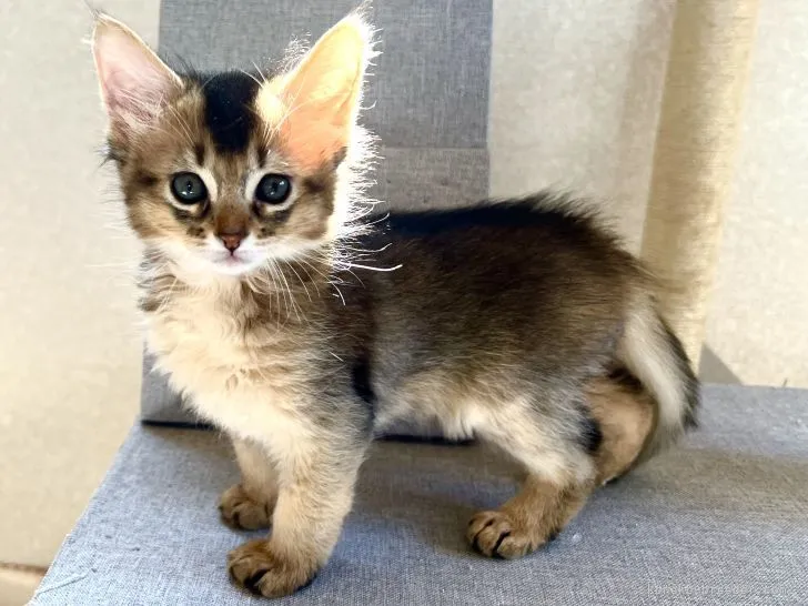 ID:2202-01764の子猫