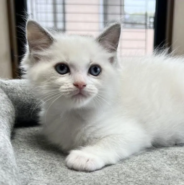 ID:2210-02365の子猫