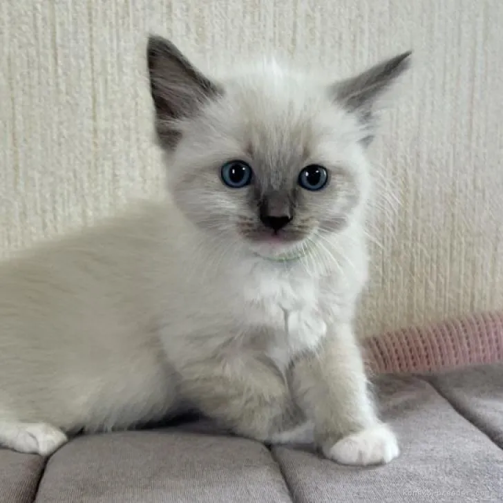 ID:2211-00789の子猫