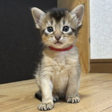 ソマリ【千葉県・女の子・2024年5月17日・ルディ（長毛）】の写真「兄妹で唯一の女の子です」