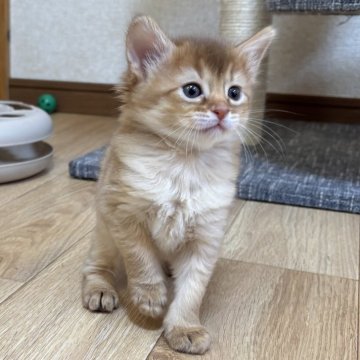 ソマリ【千葉県・女の子・2024年11月5日・フォーン（ふわふわモフモフ）】の写真「綺麗なフォーンの毛色をした女の子」