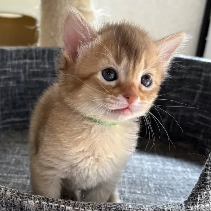 ID:2503-02441の子猫