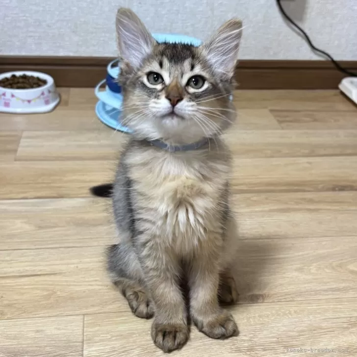 ID:2503-01840の子猫